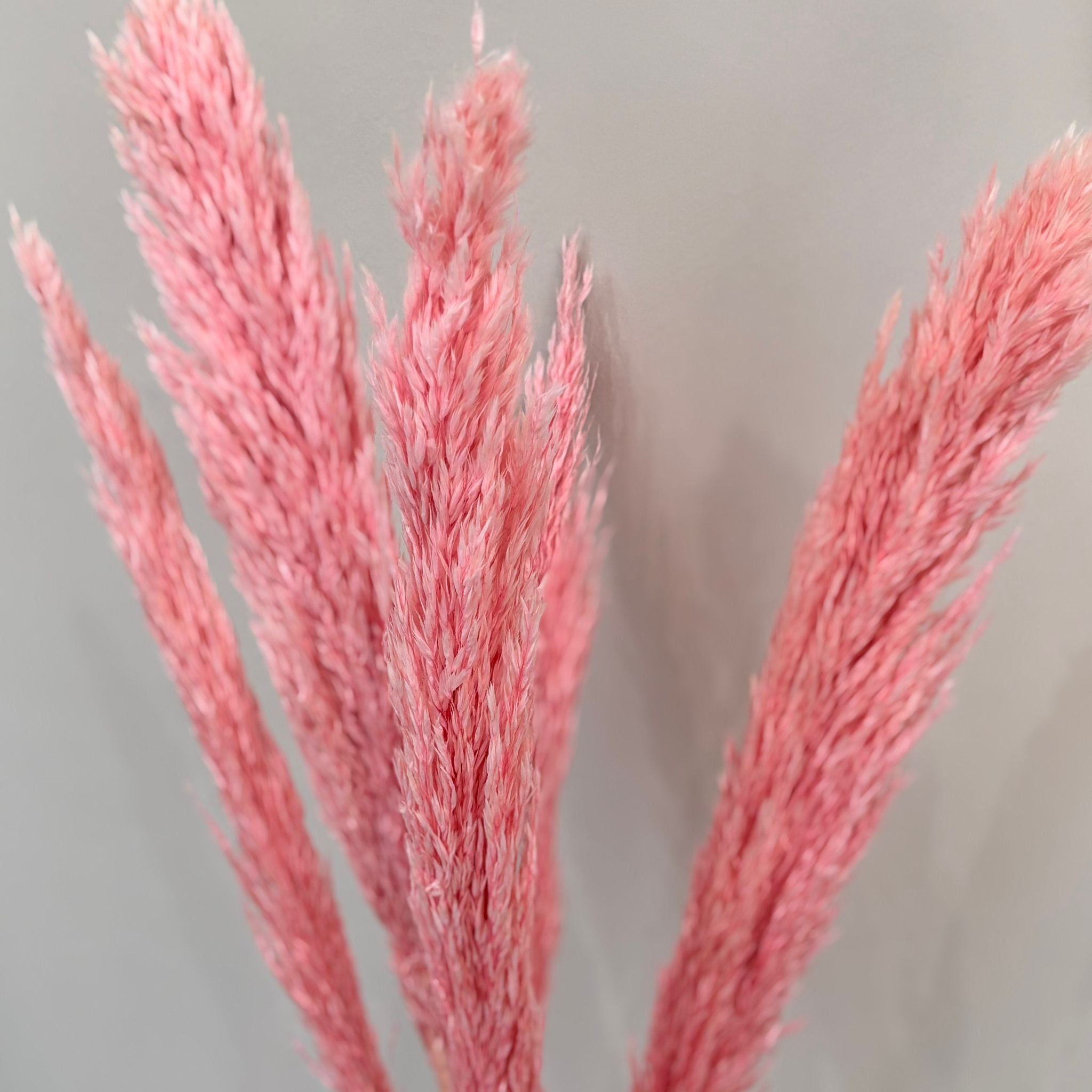 Pampasgras pink - Lykke&You GmbH