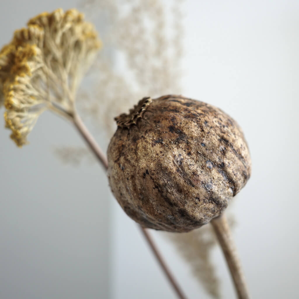 Poppy capsules Giant (Papaver): Dried poppy capsules as a timeless decoration