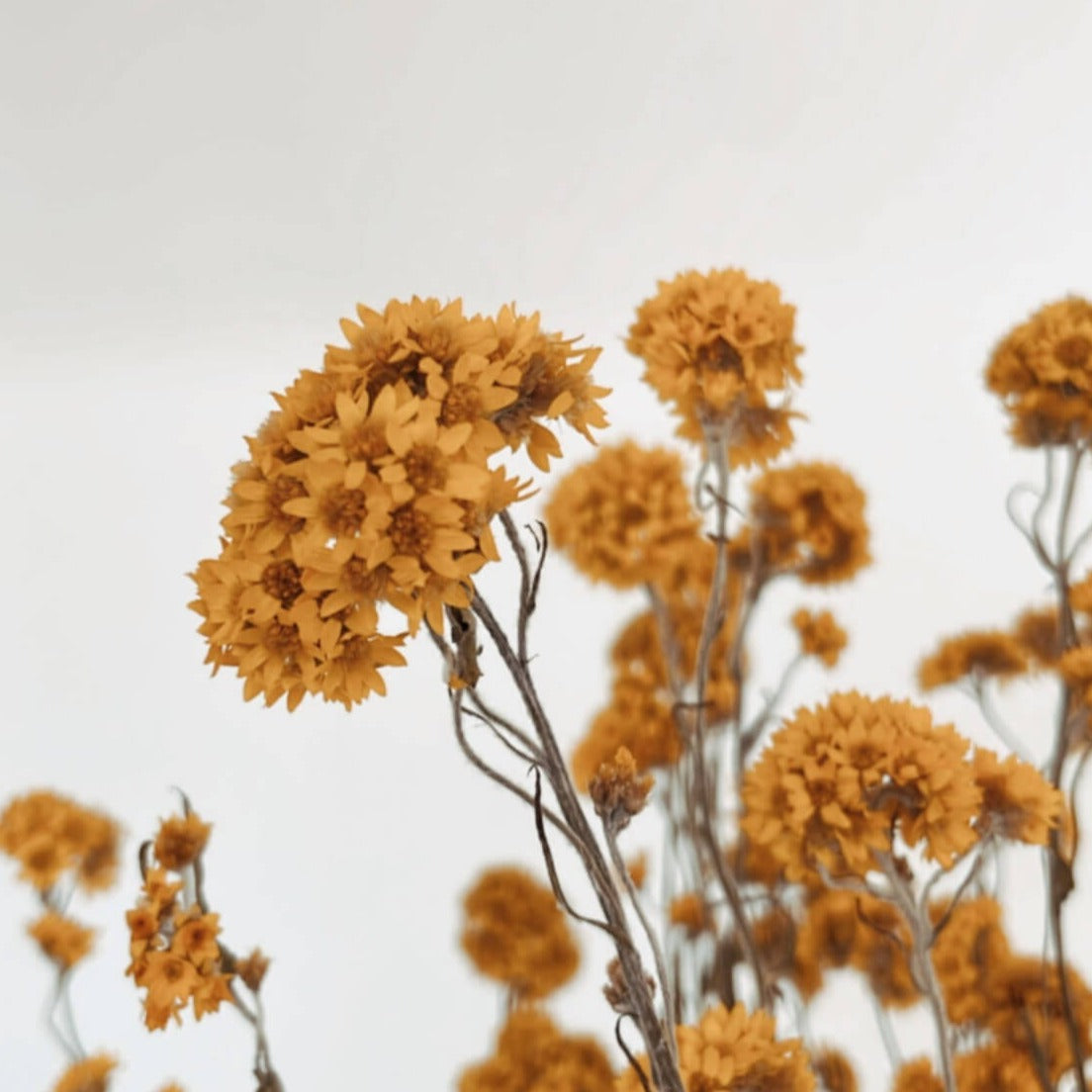 Trockenblume Sagittaria sanfordii | gelb | 40-45 cm - Farbe: gelb