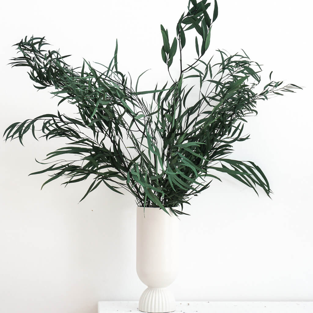 Eukalyptus Nicoly | 60-75 cm | grün | konserviert - Farbe: gruen
