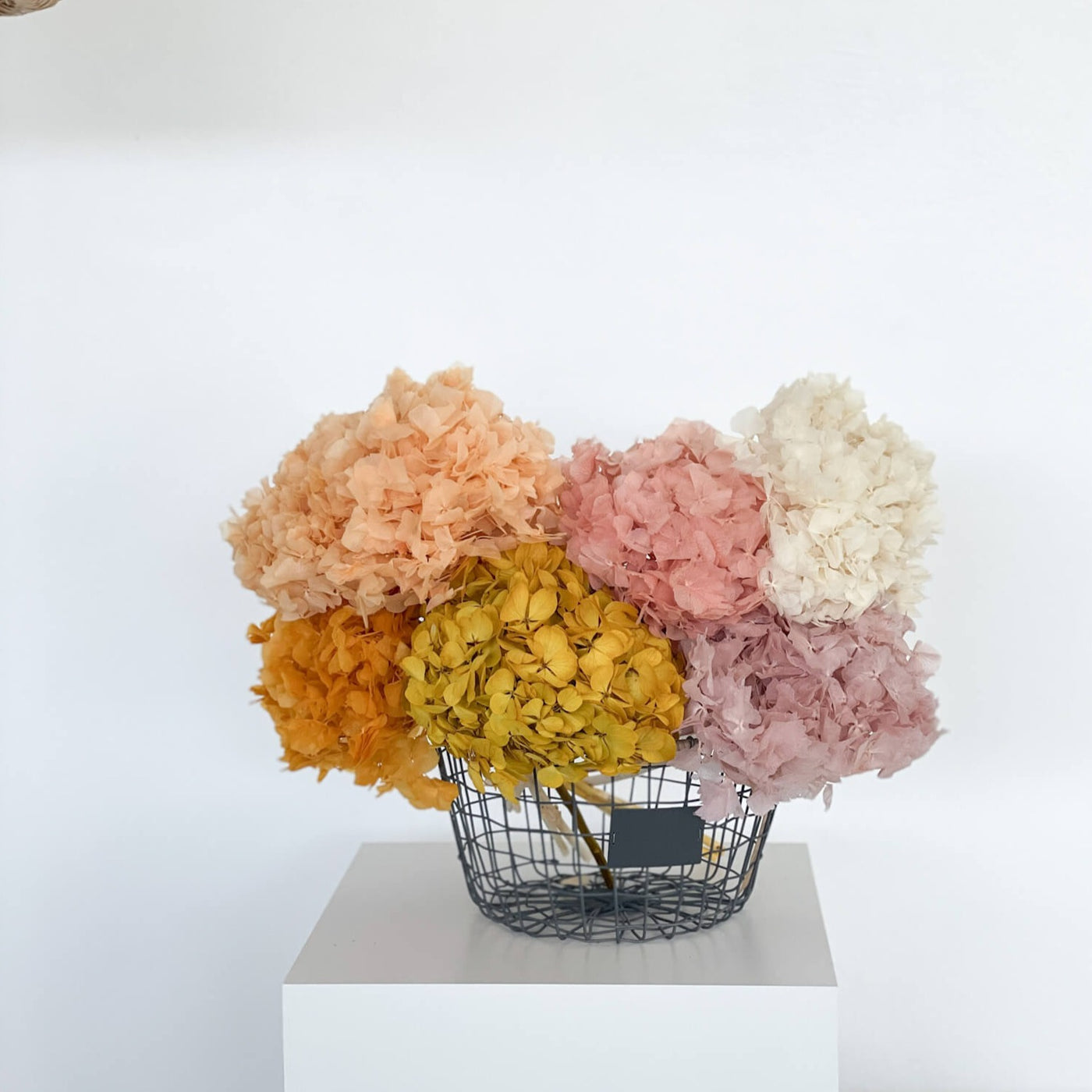 Hortensien konserviert | viele Farben | tolle Blüte | 30-40 cm - Farbe: weiß, lila, apricot, schwarz, blau, pink, rose, rosa, dunkel blau, flieder, weinrot, gelb