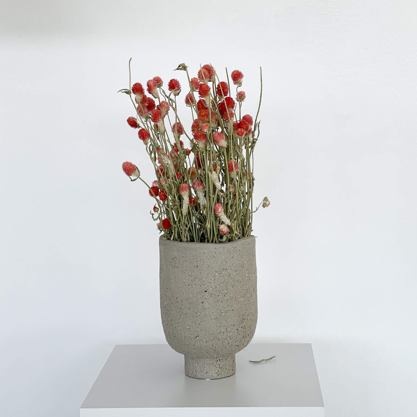 Trockenblume Gomphrena | naturbelassen, rot, rosa | 60-70 cm - Farbe: rot