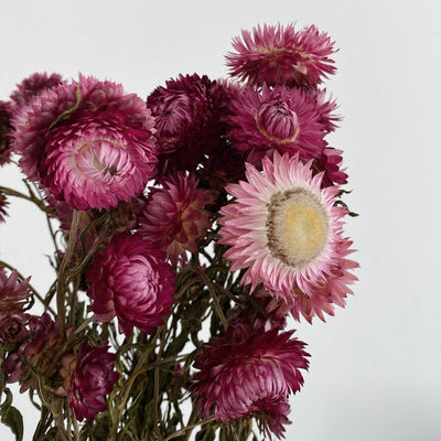 Helichrysum | Strohblume | weinrot | 50-60 cm - Farbe: weinrot