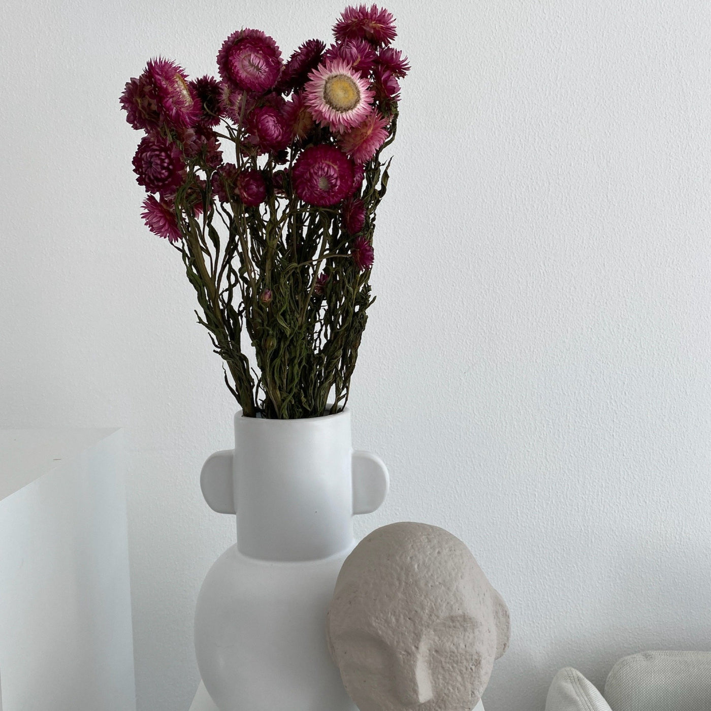 Helichrysum | Strohblume | weinrot | 50-60 cm - Farbe: weinrot