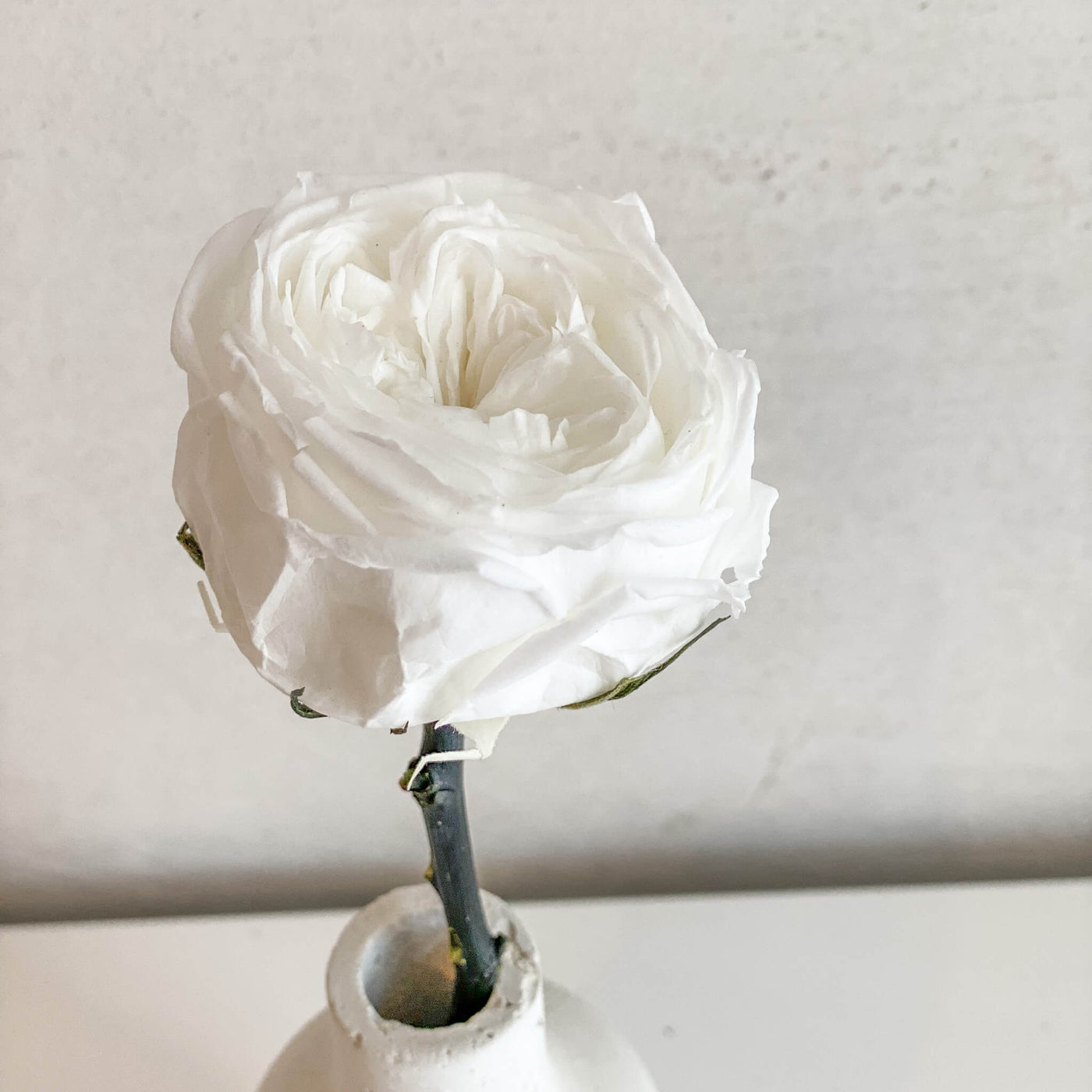 Konservierte englische Rose | 30 cm | weiss | rosa | edel | haltbar - Größe: 1x - Farbe: weiß