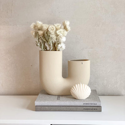 Strohblumen getrocknet | Capblumen | 30-35 cm | Landhaus-Stil Rarität - Farbe: weiß
