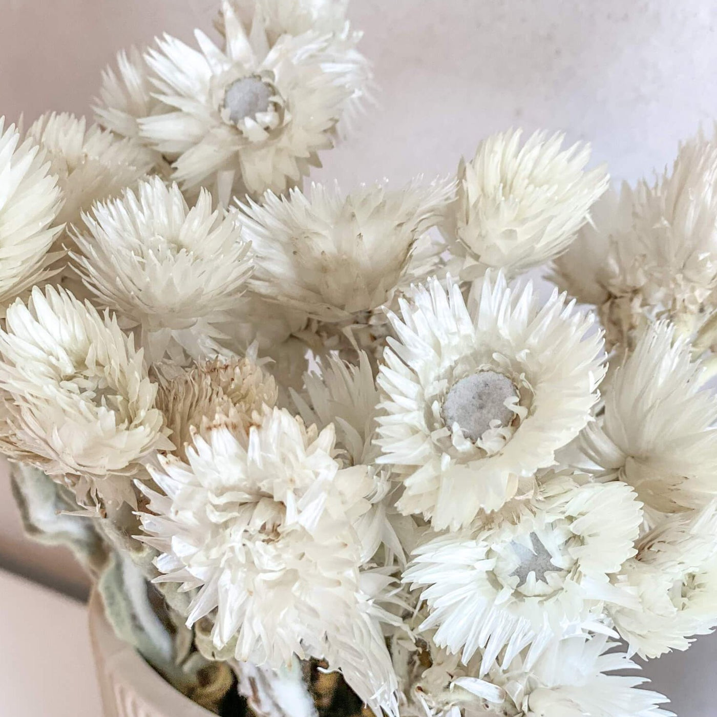 Strohblumen getrocknet | Capblumen | 30-35 cm | Landhaus-Stil Rarität - Farbe: weiß