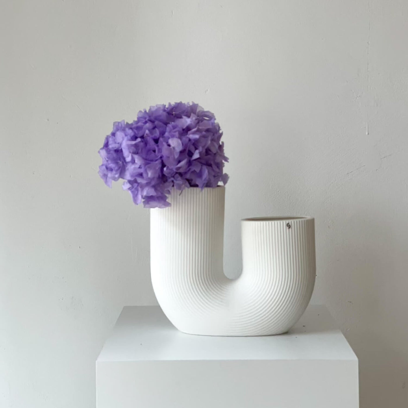 Hortensien konserviert | viele Farben | tolle Blüte | 30-40 cm - Farbe: lila