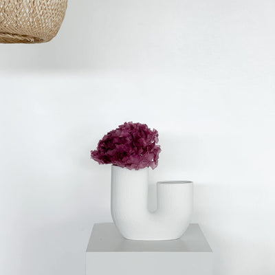 Hortensien konserviert | viele Farben | tolle Blüte | 30-40 cm - Farbe: weinrot