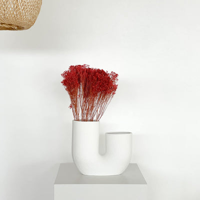 Broom Bloom | 40-50 cm | viele Farben (rot, fuchsia, pink u. weiß) - Farbe: rot