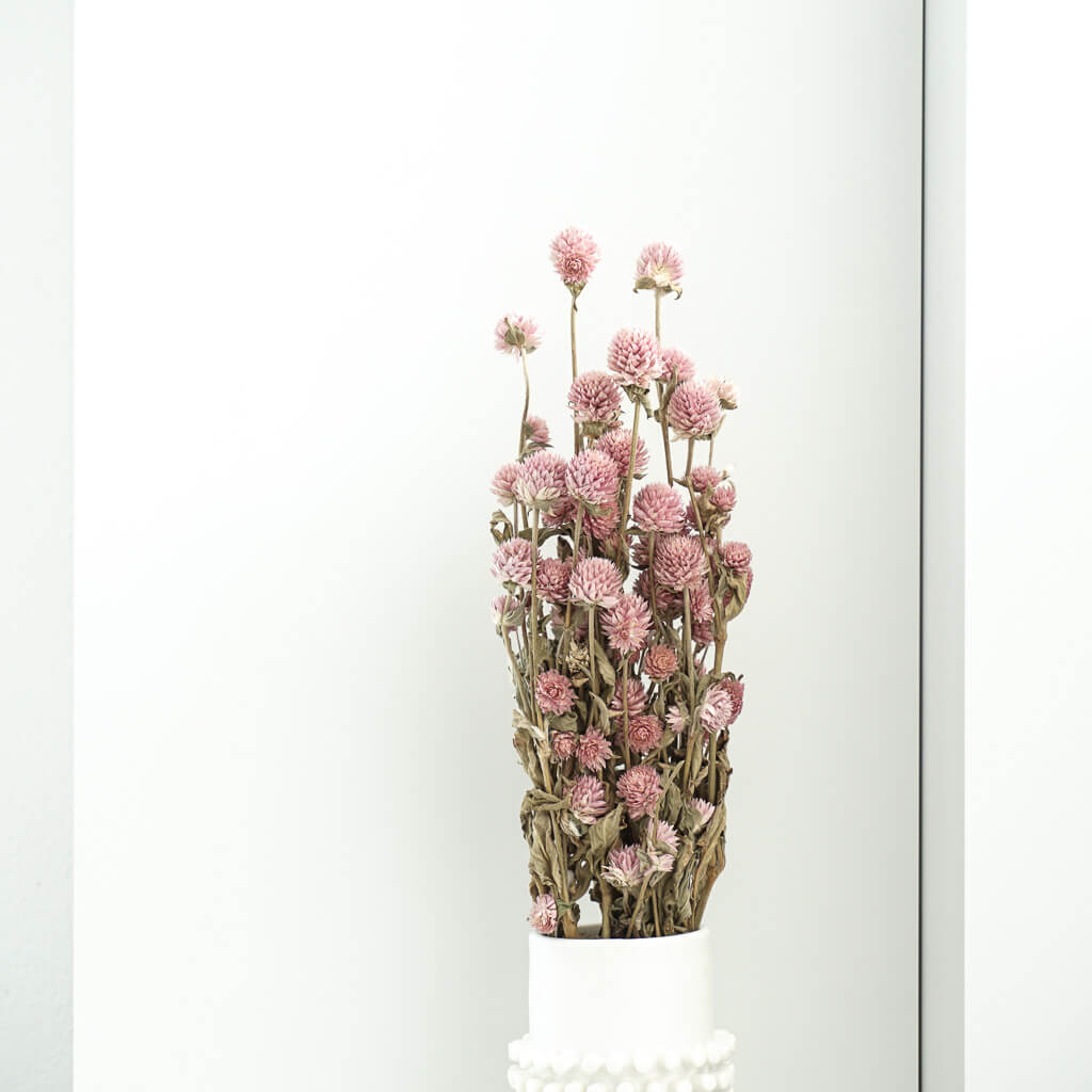 Trockenblume Gomphrena | naturbelassen, rot, rosa | 60-70 cm - Farbe: rosa