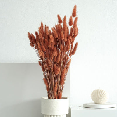 Lagurus (Samtgras) | 70 cm | viele Farben | für Trockenblumensträuße - Farbe: terracotta