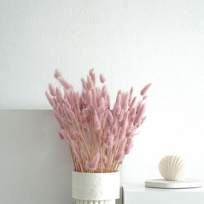 Lagurus (Samtgras) | 70 cm | viele Farben | für Trockenblumensträuße - Farbe: rosa