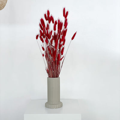 Lagurus (Samtgras) | 70 cm | viele Farben | für Trockenblumensträuße - Farbe: rot