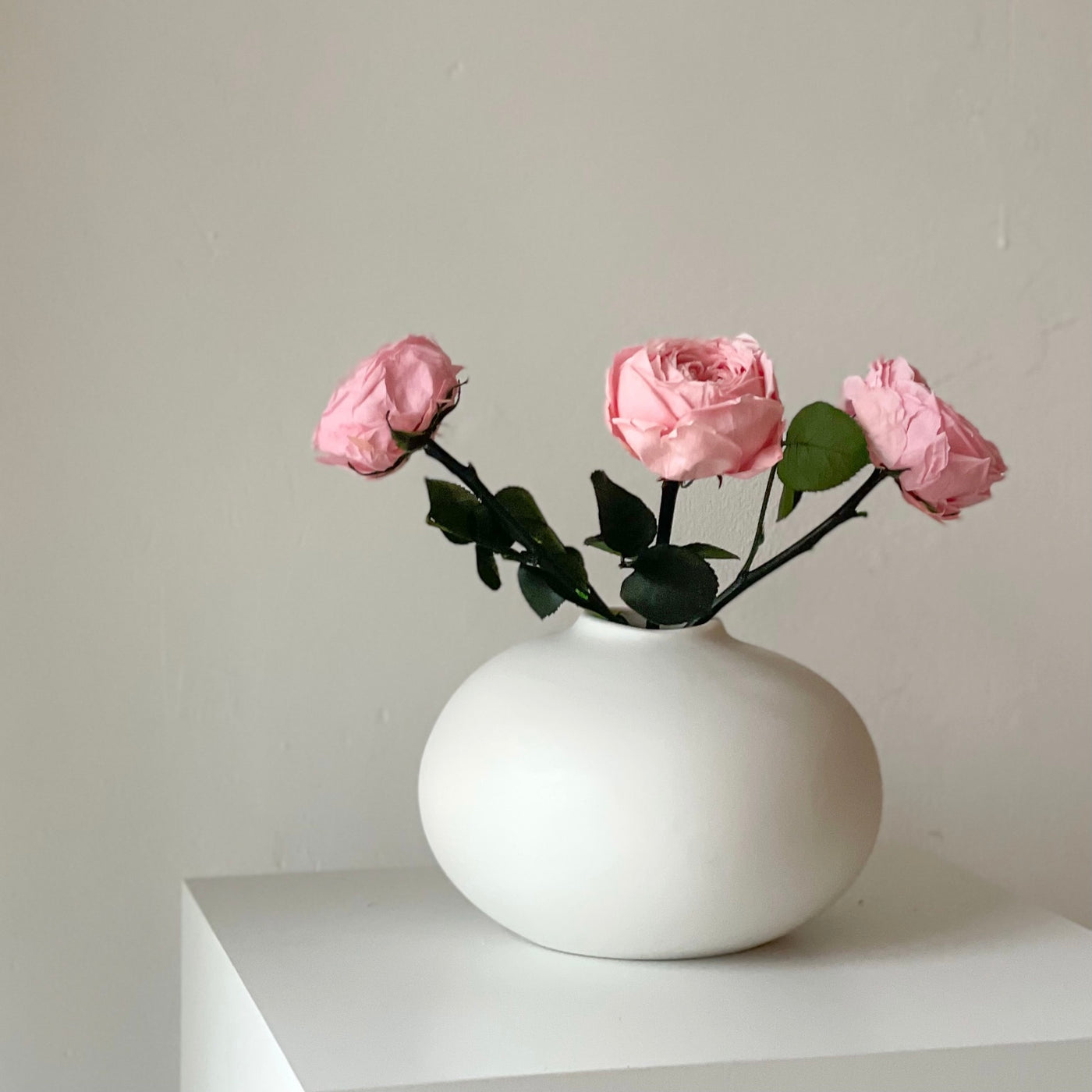 Konservierte englische Rose | 30 cm | weiss | rosa | edel | haltbar - Größe: 1x, 3x - Farbe: weiß, rosa