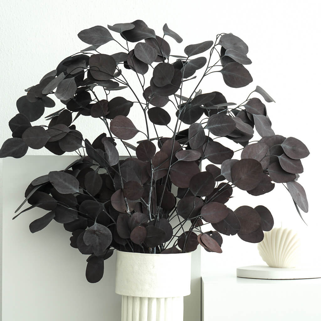 Eukalyptus Popolus | 60-75 cm |  | elegant & modern - Farbe: rot