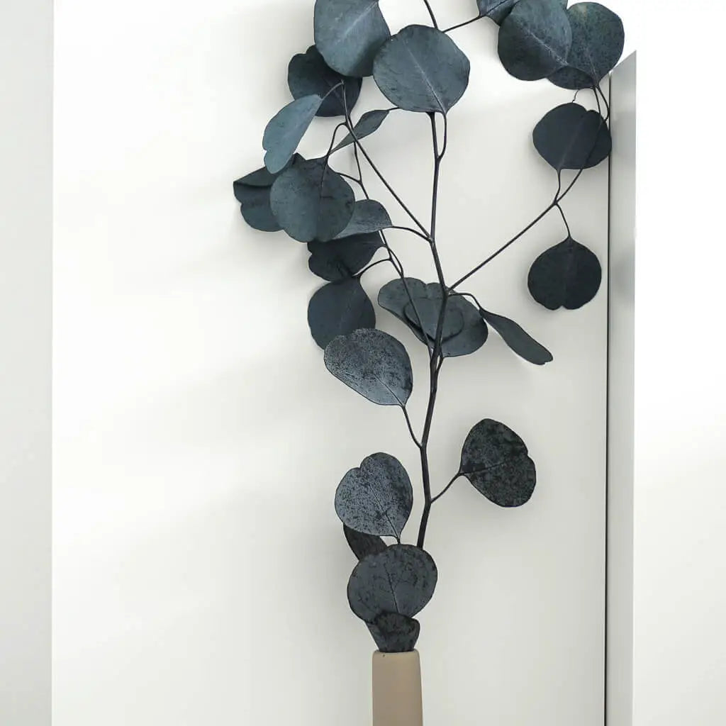 Eukalyptus Popolus | 60-75 cm | elegant & modern - Farbe: blau