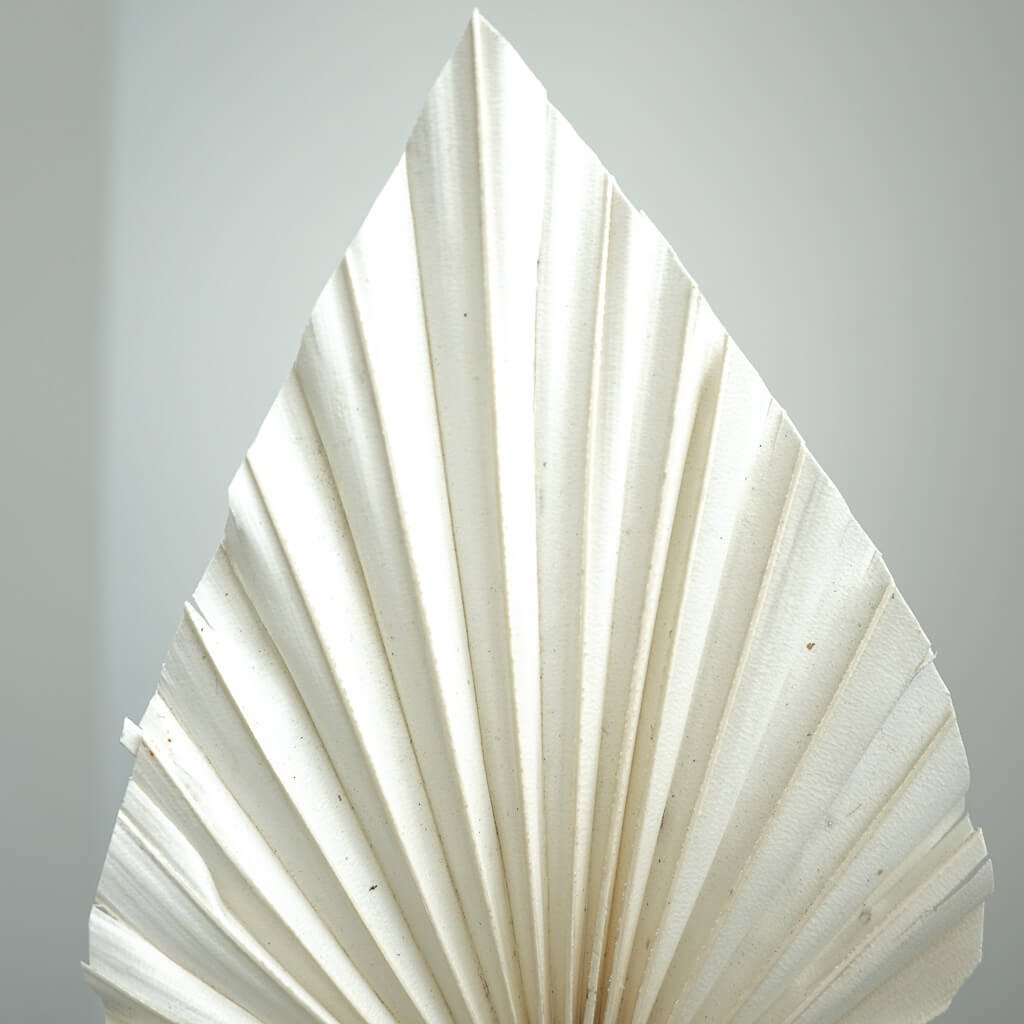 Getrocknete Palmspeere | 40cm I | Trendprodukt - Farbe: weiß 1x