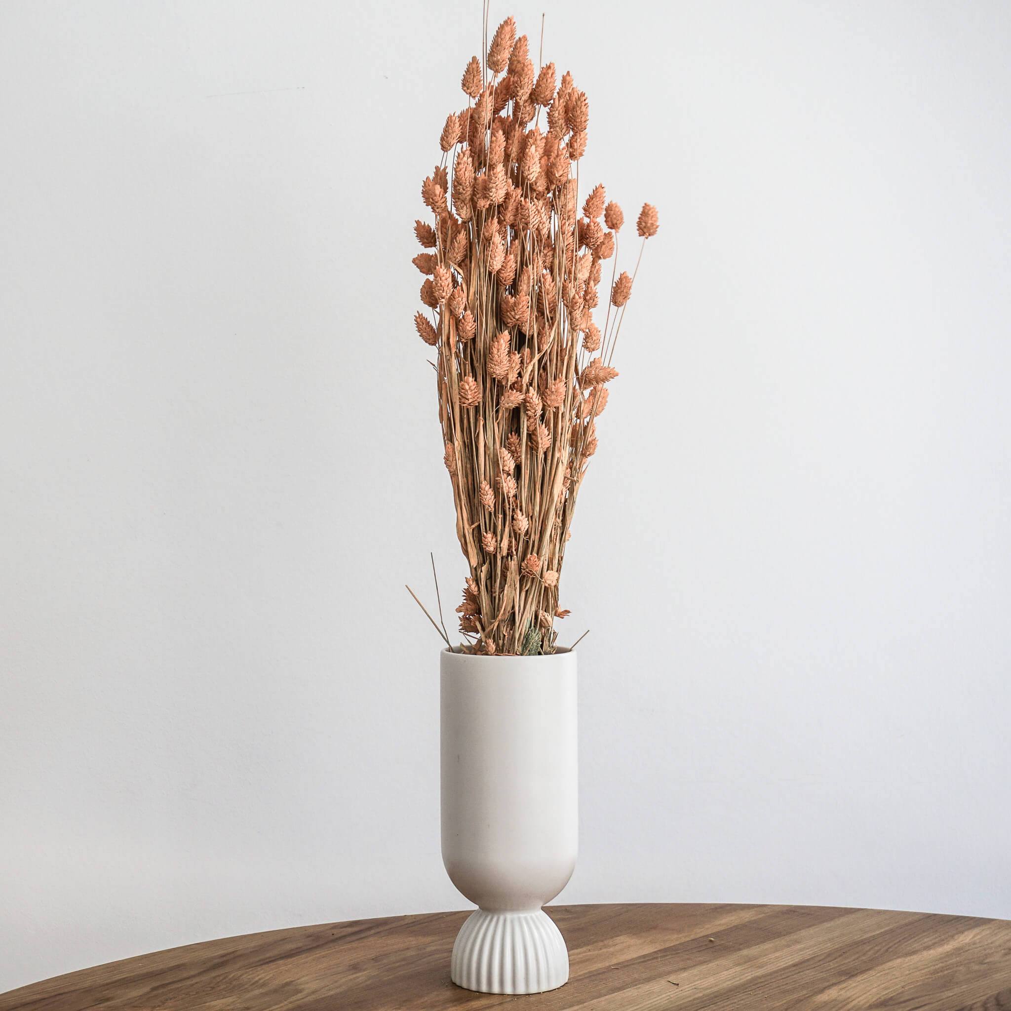 Trockenblume Phalaris I Kanariengras terracotta | ca. 60 cm - Größe: 10 Stiele, 30 Stiele, 1 Bund (ca. 75 Stiele)